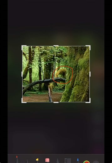 Discover the Mystery of the Giant Rabbit