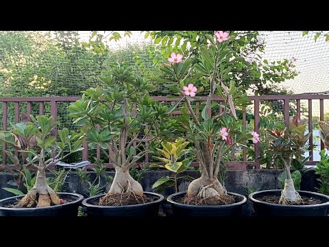 Repotting adenium plants in new pots.😊🌿💖🌱🌹🪴🍁🪴🌹🌱💖🌿😊