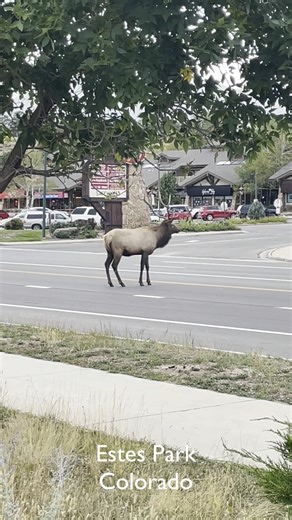183K views · 2.3K reactions |  Highway Showdown: Two Bulls, One Cow...