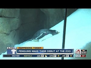 Much-anticipated penguin exhibit at KC Zoo opens to the public