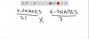 SOLVED:Each intracellular fusion of a vesicle with a membrane requires a SNARE protein on the vesicle (called the v-SNARE) and a SNARE protein on the target membrane (called the t-SNARE). Assume that a genome encodes 21 members of the v-SNARE family and 7 members of the t-SNARE family. With the assumption of no specificity, how many potential v-SNARE-t-SNARE interactions could take place?