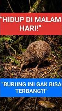 This Bird Can’t Fly?! The Strange Night Life of New Zealand’s Most Unusual Creature