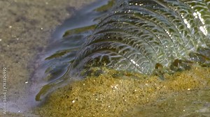 Underwater sea worm Nereis virens on seabed buries itself in sand, close up. Sandworm, ragworm, marine polychaete, elongated body, cylindrical shape is about underwater sea worm Nereis virens.