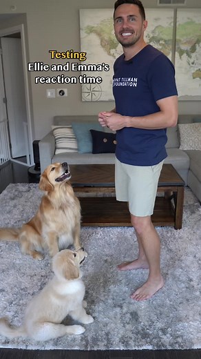 74K views · 2.8K reactions | Puppy vs Adult Dog reaction time challenge #dog #goldenretriever | Ellie Golden Life | Facebook