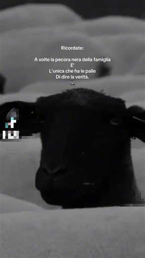 Video di Daniela Bianchi (@danielabianchi24) con suono originale - MISTER VENDETTA 🌹