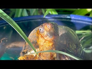 Box Turtle Fights with His Shadow