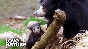Watch Bibi, the mother sloth bear, and her twin cubs brave the Indian forests in search of termites for survival! | Love Nature