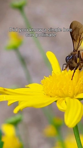 Bees play a vital role in pollinating over a third of the food we eat. From apples and almonds to courgettes and cucumbers. Without them our landscape and plates would look very different! Support Bees with one of our Bee Colonies. A unique way to bring pollinators directly to your garden. | The Natural Gardener