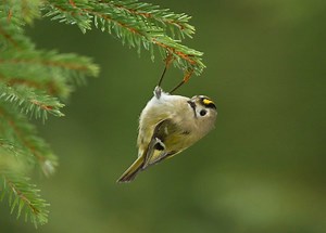 Goldcrest