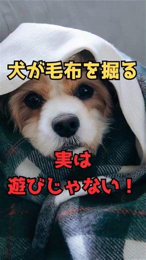 Why dogs mess up blankets #animaltrivia #dogs #life with dogs