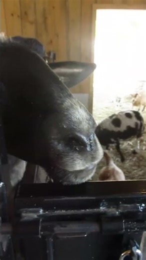 Feeding the Sheep and Goats at Pingle's Farm