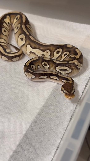The newest girl shed out and is gorgeous 🔥🔥🔥 #fyp #ballpython #reptile #P_D_Pythons #followers➕ | PD Pythons