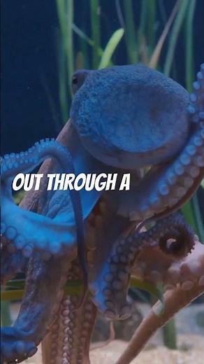 Octopus Jet Propulsion How They Swiftly Escape with Water Power! #facts #underwatercreatures