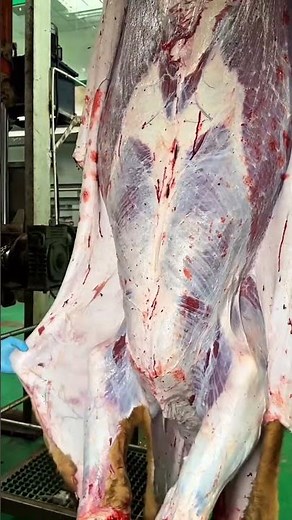 How Cattle Are Processed - Professional Beef Factory | Pro Beef Cleaning Cutting