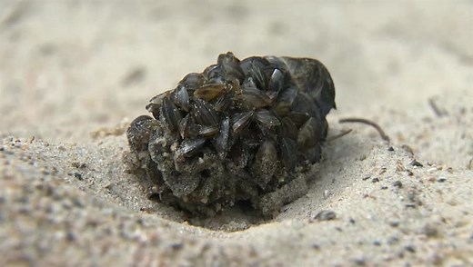 Zebra mussels multiplying in Lake Winnipeg, now found on shores