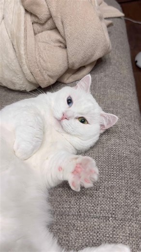 🌝世界一かわいいお返事🌝#shorts # #cat #cute #猫 #cutecat #白猫 #ねこ #猫好きさんと繋がりたい #ほのぼの #短足猫