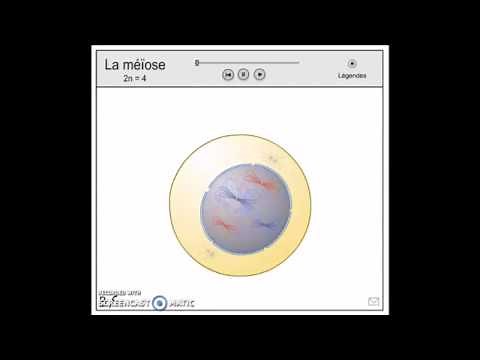 3ème : Vidéo méiose