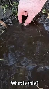 512K views · 6.8K reactions | Giant Pleco Fish! | Bass Fishing Productions | Facebook