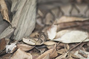 Where Do You Find Copperhead Snakes? — Forest Wildlife