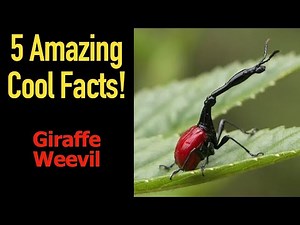 5 Fascinating Facts About Giraffe Weevils