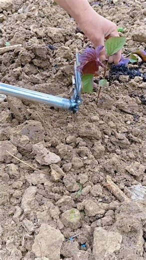 Planting beefsteak plant Tutorial #farming #shorts