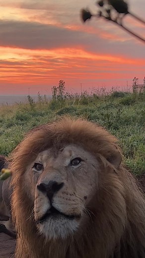 Powerful Lion Growl: Commanding Respect with Intense Roaring