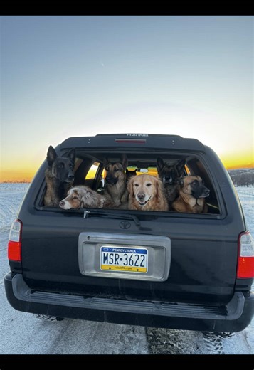 Toyota dogs = pure happiness. | dogs