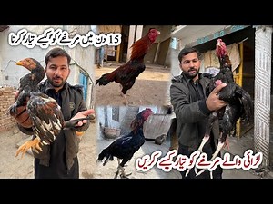 Aseel Rooster Training For Fighting 15 Days | 15 Din Main Murga Taiyar Karne Ka Tarika 👊