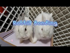 Rabbit Bonding - How To Bond Two Rabbits, Stop Bonding Rabbits From Fighting
