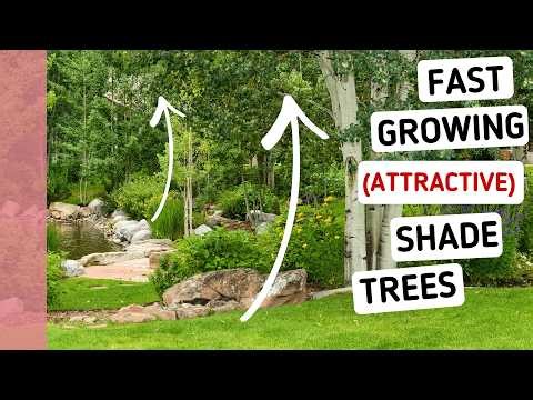 Need Height Fast? 5 Good-Looking Trees to Transform a Garden in Years — Not Decades