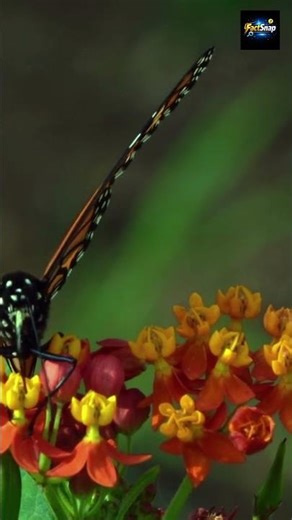 Butterfly Flying in Slow Motion 🦋✨