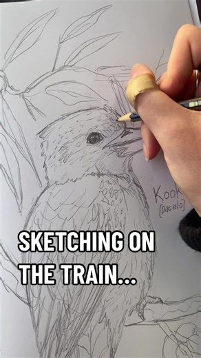 Sketching Aussie Birds on the Train