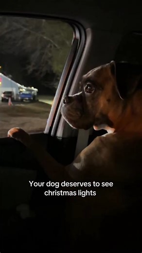 Boxer Dog on Instagram: "PSA: Take your pups to see the christmas lights! Poppy loved it and we had SO much fun #christmas #doglover #souldog #fyp #heartdog 📷 Credit by @royalprincesspoppy ❤️"