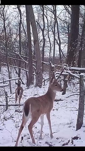 Winter Feeding for Northern Bucks: Understanding Deer Biology