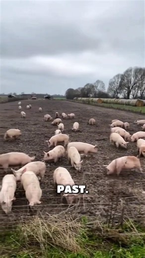 "Free-Range Pigs: The Natural Farming That Transformed Livestock Production"#FreeRangePigs
