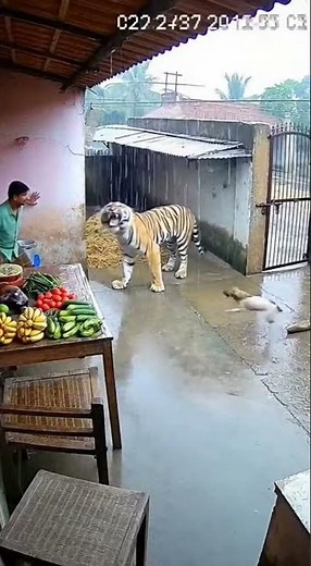 Brave Dog Intercepts Tiger Allowing Man to Defend With Chair
