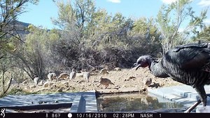 We love to see the assortment of wildlife using our guzzlers! Guzzlers — which we install throughout the state with the help of partners — collect rain and supply wildlife with water. These photos came from guzzlers placed in the south Book Cliffs. | Utah Division of Wildlife Resources