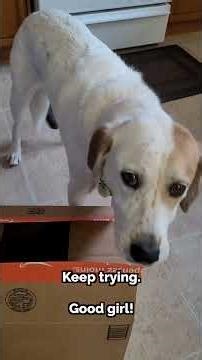 Too Cold to Hike? Try This Brain Game for Dogs! 🇨🇦🐶