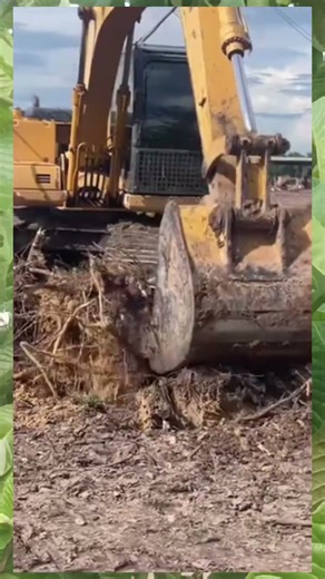 Excavator Saws Tree Roots! Heavy Machinery Power vs. Stubborn Roots #excavato #lodingsoil #bulldozer