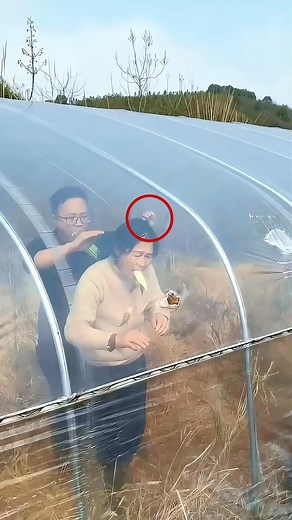 95K views · 441 reactions | This guy uses this tape for farming | Frame Frenzy | Facebook