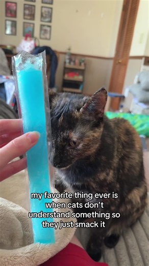 When Cats Don’t Understand: Hilarious Cat Smack Moments