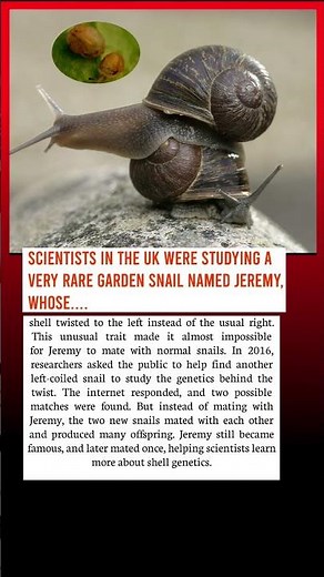 The Rare Snail That Confused Scientists and the Internet