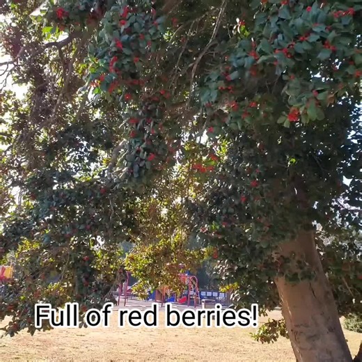 Tall tree with a ton of red berries.
