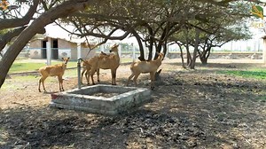 46K views · 1K reactions | Highlights of our wildlife breeding setup! We have all the local antelope species and are also in process of developing a mini forest for these species to graze in. | Punjab Agri Farm | Facebook