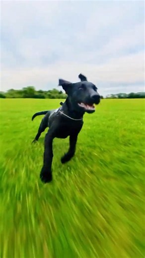 When Your Labrador Thinks He’s the Fastest Dog in the Park 💨