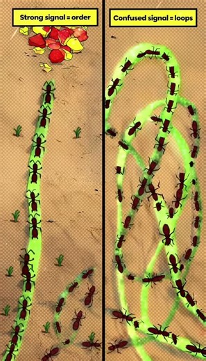 The Invisible Lines Ants Obey