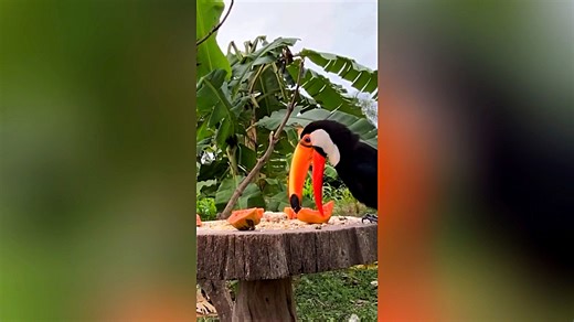 Toucan Eating Near a Tree
