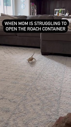 Cute Bearded Dragon's Little Run | Nature's Exotic Pet