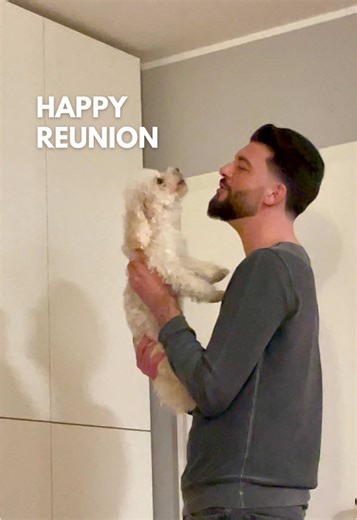 Maltipoo's Heartwarming Greetings Unveiled