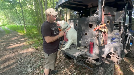 14K views · 109 reactions | Training Tip Video: Using a bark collar prior to introducing a young dog to the e-collar #midnightkenneltrainingtips | Midnight Kennel | Facebook